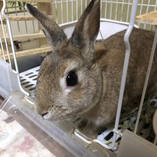 ネザーランドドワーフ里親募集