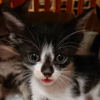 【保健所引き出し】カワイイ子猫です❗️