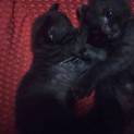 生後約3週間子猫☆