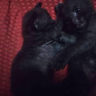 生後約3週間子猫☆