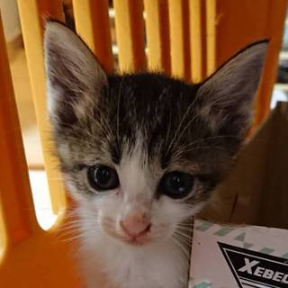 【保健所引き出し】カワイイ子猫です❗️