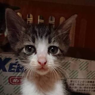 【保健所引き出し】カワイイ子猫です❗️