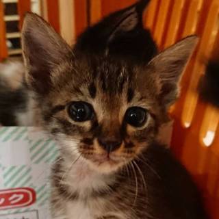 【保健所引き出し】カワイイ子猫です❗️