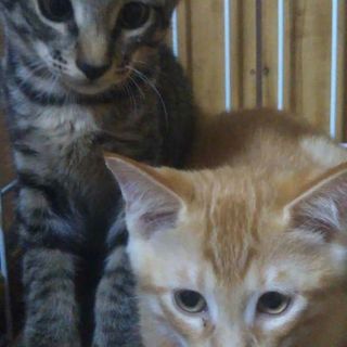 里親さん募集しています