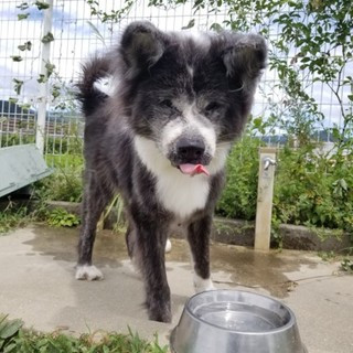 タァ～　♀　秋田犬
