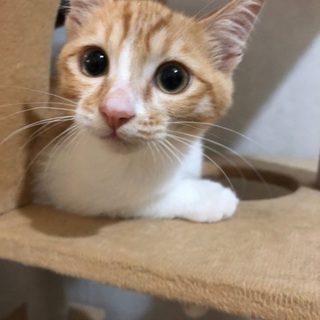 甘えん坊の元気な男の子です！！