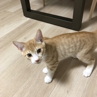 むぎ