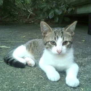 雉白の雄と雌３匹