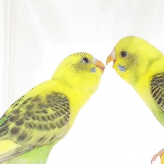 ありがとうございました。