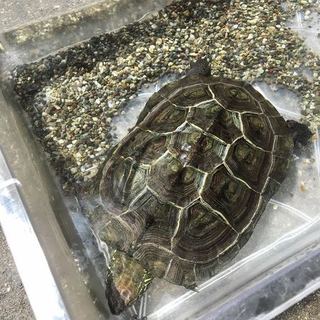 クサガメの里親さんを募集しています。