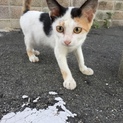 三毛猫 子猫