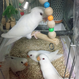 コザクラインコの幼鳥