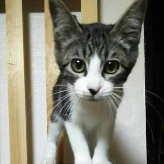 キジ白男の子☆おはぎ