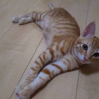 入園中のニャンズ♪