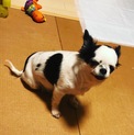 チワワ4才女の子避妊済み