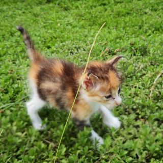 3~4週齢捨て猫7匹保護 　その6・三毛