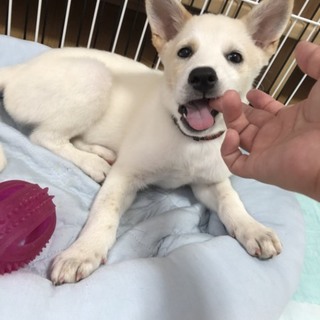 里親さま決まりました☆