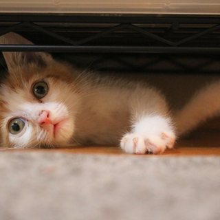 【こなつ君】遊び上手で優しい芸人気質な茶白子猫