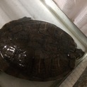 亀の里親さんを急募しています。