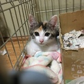 2ヶ月の人懐っこい三毛猫ちゃん里親募集中