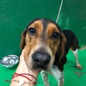 人間も犬も大好き♪賢い茶々ちゃん！