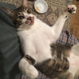 飼いやすさ抜群のイケメンサバシロくん