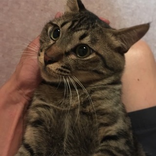 飼いやすさ抜群のおっとりキジトラくん