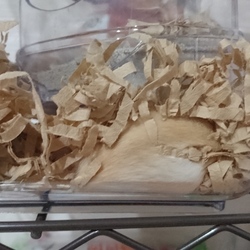 掃除いやだー！！