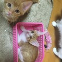 べったり茶白b