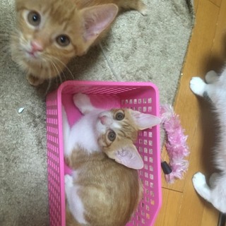 べったり茶白b