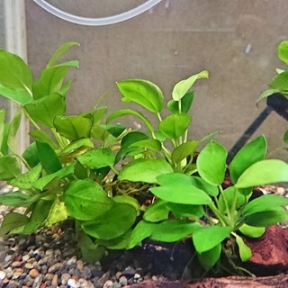 決定しました。ありがとうございました！