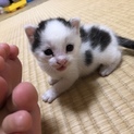 生後１ヶ月 子猫ちゃん