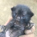かわいい黒猫ちゃんです