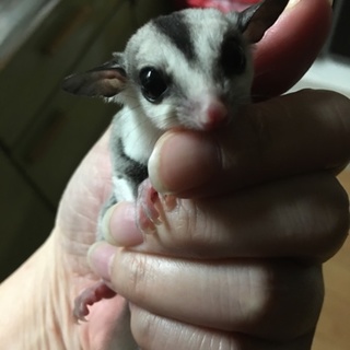 フクロモモンガ    ベビー オスメスペア