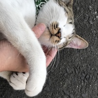 虎徹