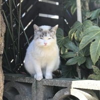 シロたん