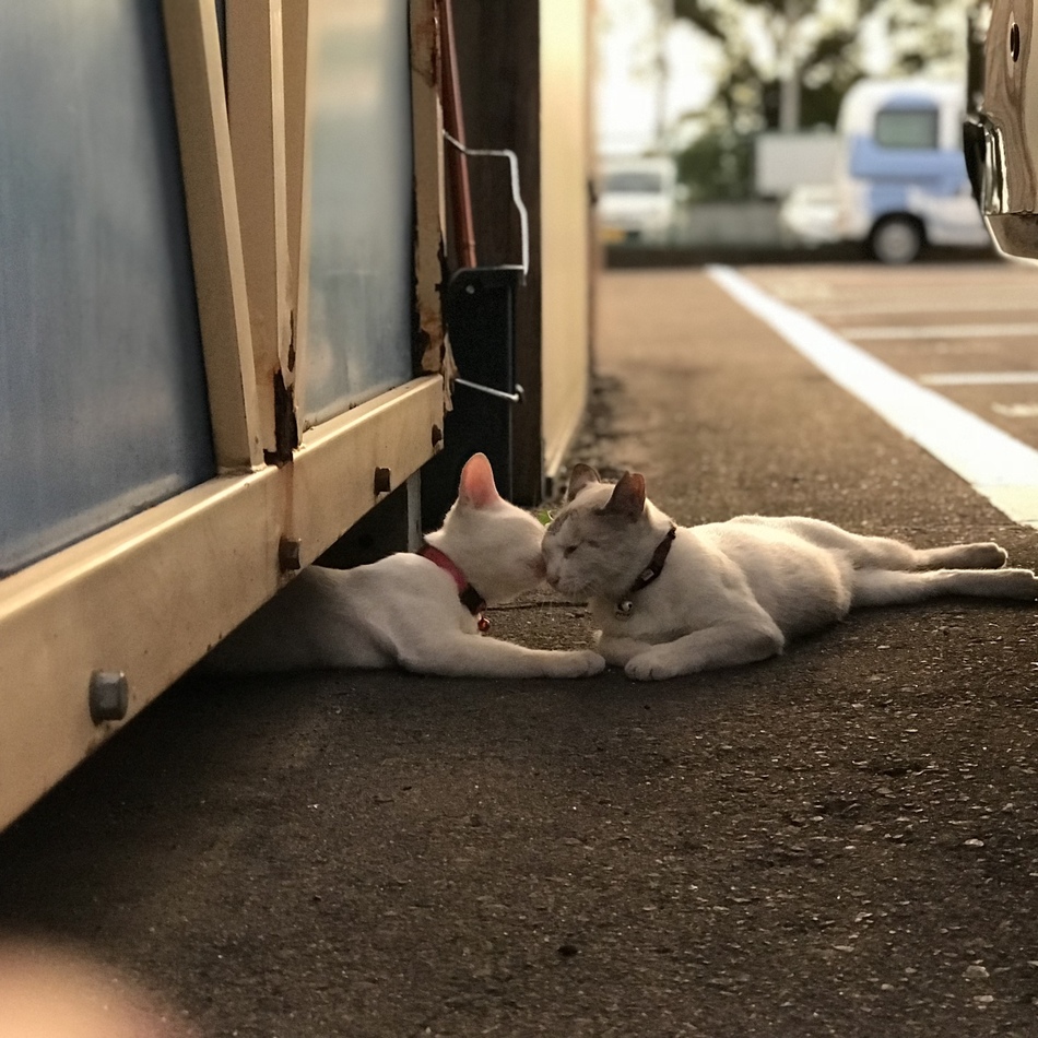 シロたんのカバー写真