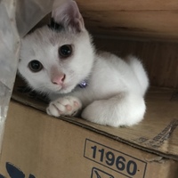 マロくん
