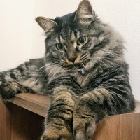 銀杏