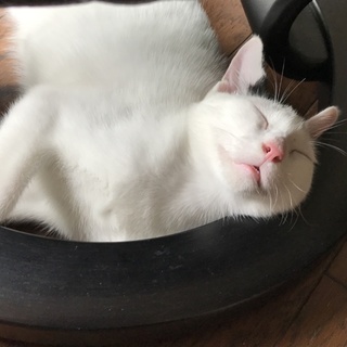 有難うございました！