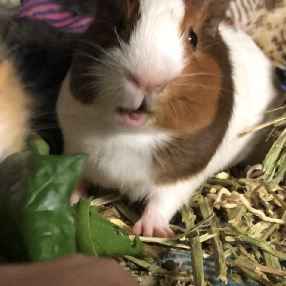 ビリーちゃんのカバー写真