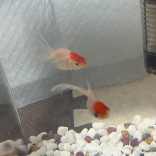 丹頂コメット2匹里親決まりました！