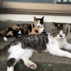 自由猫のお父さん