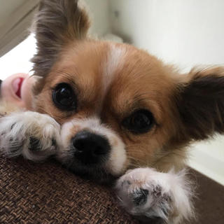 ★ロングコートチワワの男の子★