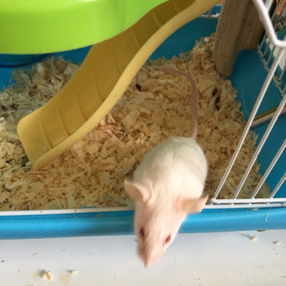チェリーちゃんのカバー写真
