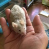 アカメちゃん