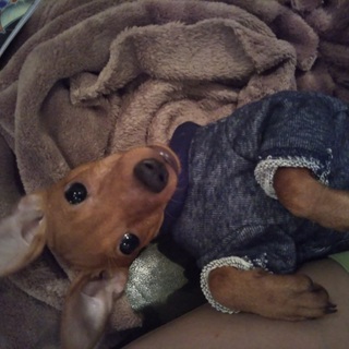 ミニピン、レッド 里親募集しています。