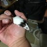 チビちゃん