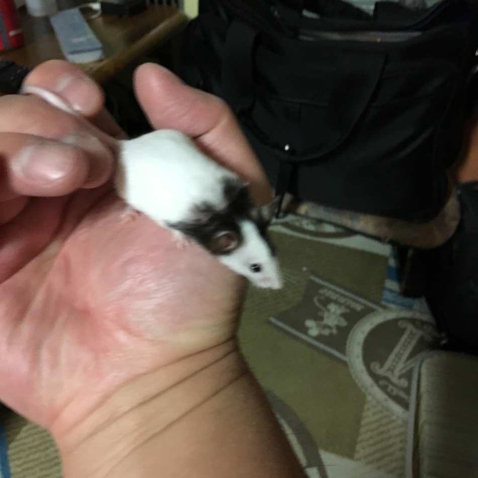 チビちゃんのカバー写真