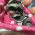 フクロモモンガ♂ベビー